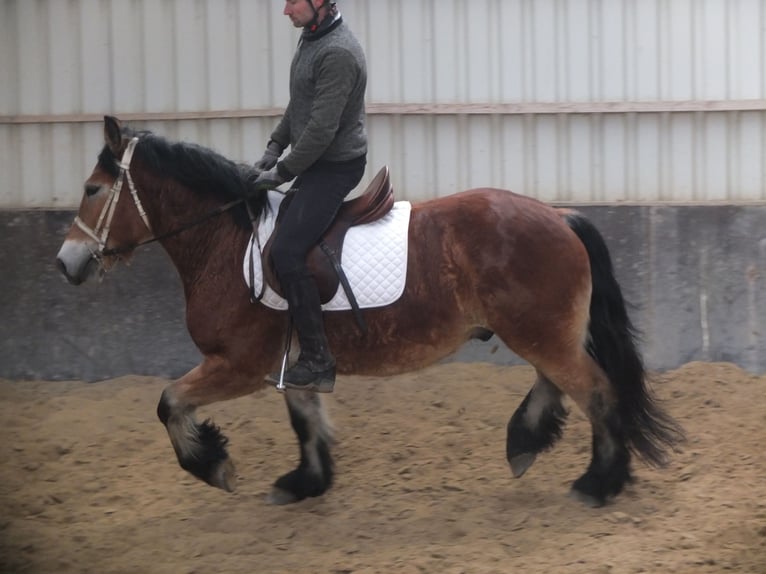 Polski koń zimnokrwisty Wałach 4 lat 154 cm Jasnogniada in Ellersleben