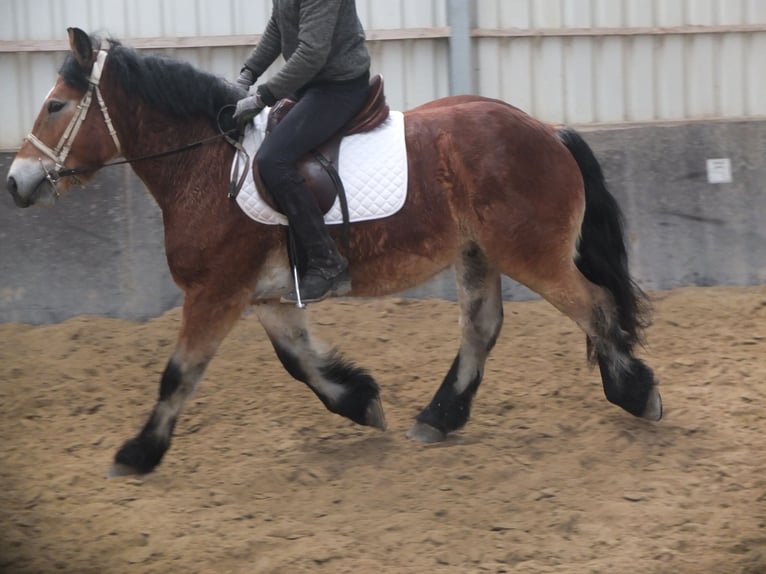 Polski koń zimnokrwisty Wałach 4 lat 154 cm Jasnogniada in Ellersleben