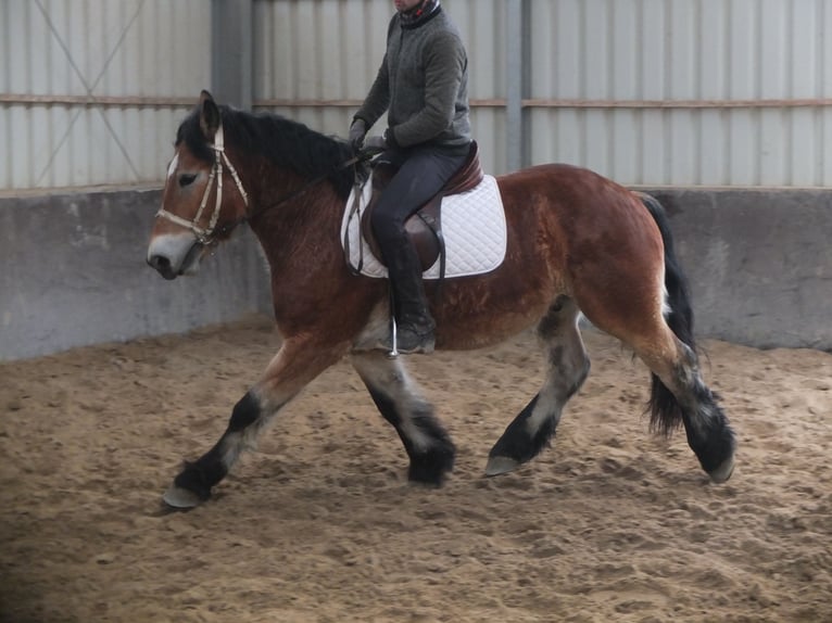 Polski koń zimnokrwisty Wałach 4 lat 154 cm Jasnogniada in Ellersleben