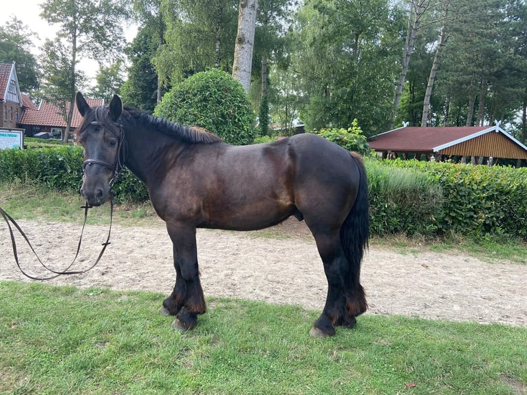 Polski koń zimnokrwisty Wałach 5 lat 165 cm Ciemnogniada in Eggermühlen