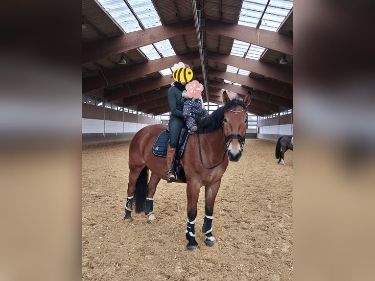 Polski koń zimnokrwisty Wałach 5 lat 170 cm Gniada in Iserlohn