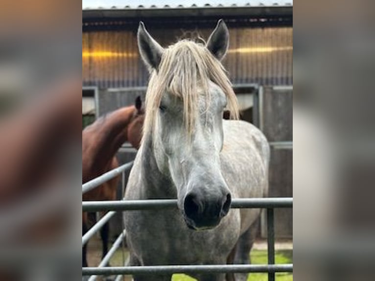 Polski koń zimnokrwisty Wałach 5 lat 170 cm Siwa jabłkowita in Strande