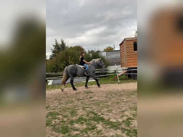 Polski koń zimnokrwisty Mix Wałach 6 lat 160 cm Siwa jabłkowita in Groß Rosenburg