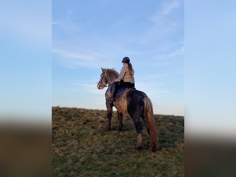 Polski koń zimnokrwisty Mix Wałach 6 lat 160 cm Siwa jabłkowita in Groß Rosenburg