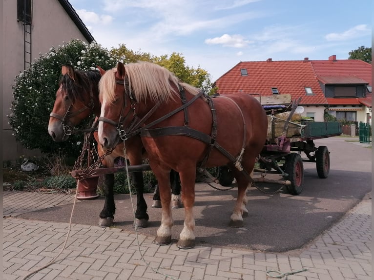 Polski koń zimnokrwisty Wałach 7 lat 161 cm in Gramzow