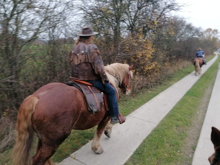 Polski koń zimnokrwisty Wałach 7 lat 161 cm in Gramzow