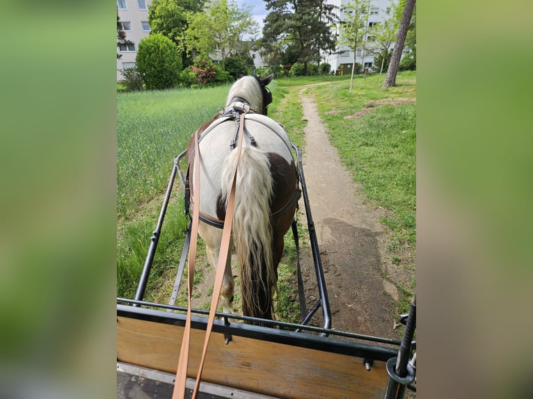 Polski koń zimnokrwisty Wałach 8 lat 162 cm Srokata in Pfungstadt