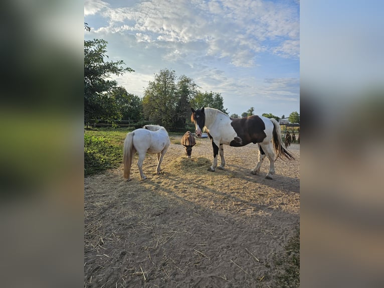 Polski koń zimnokrwisty Wałach 8 lat 162 cm Srokata in Pfungstadt