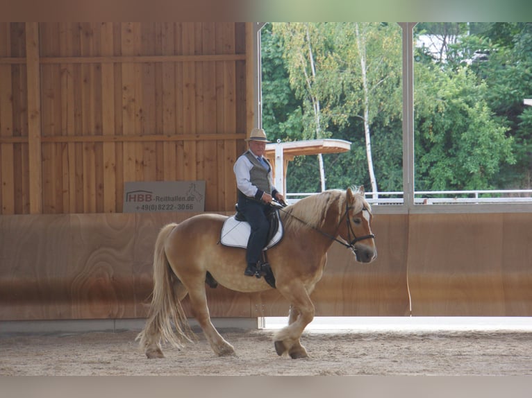 Polski koń zimnokrwisty Wałach 9 lat 156 cm in Zeitz