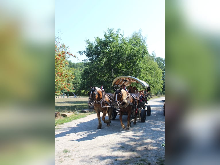 Polski koń zimnokrwisty Wałach 9 lat 156 cm in Zeitz