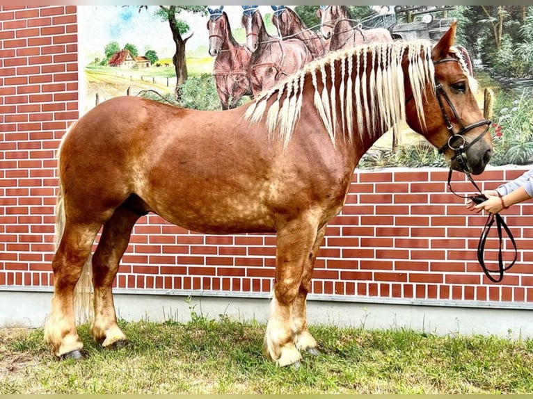 Polski koń zimnokrwisty Wałach 9 lat 164 cm Kasztanowata in Rottstock