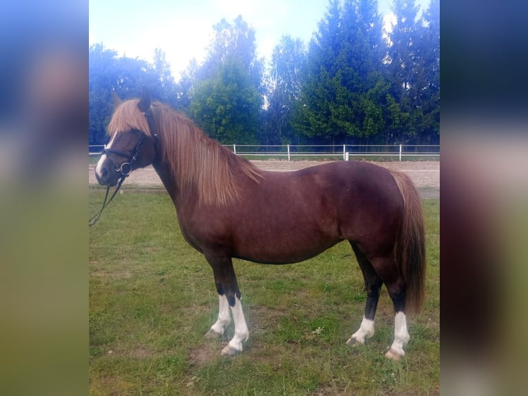 Polski kuc wierzchowy Mix Klacz 10 lat 138 cm Ciemnokasztanowata in Forst