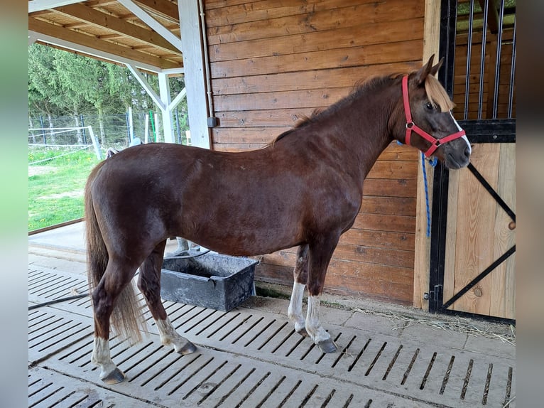 Polski kuc wierzchowy Mix Klacz 10 lat 138 cm Ciemnokasztanowata in Forst