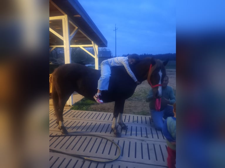 Polski kuc wierzchowy Mix Klacz 10 lat 138 cm Ciemnokasztanowata in Forst
