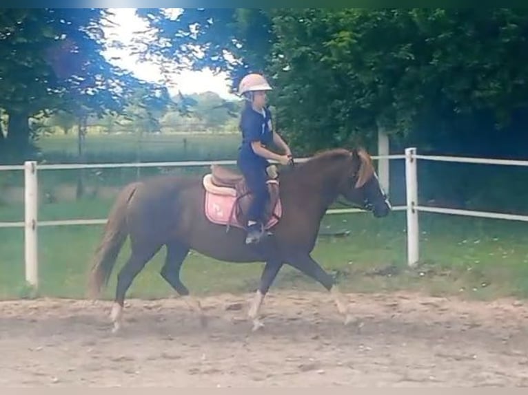 Polski kuc wierzchowy Mix Klacz 10 lat 138 cm Ciemnokasztanowata in Forst