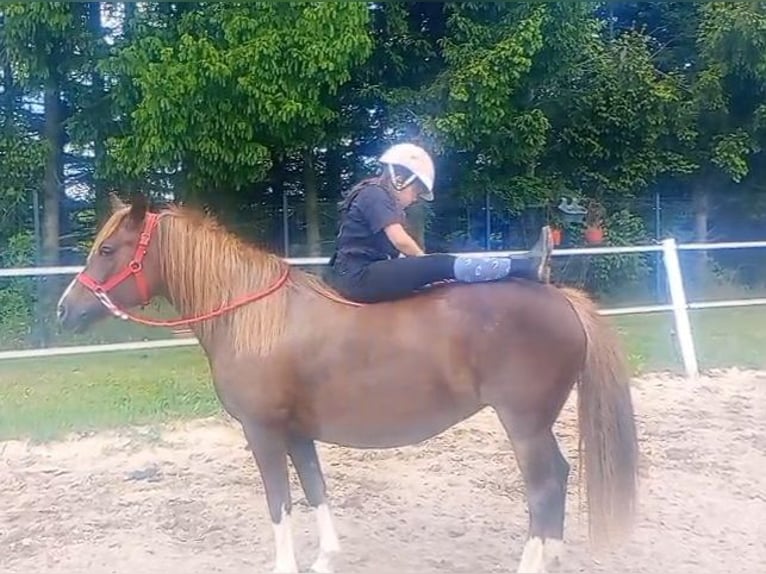 Polski kuc wierzchowy Mix Klacz 10 lat 138 cm Ciemnokasztanowata in Forst