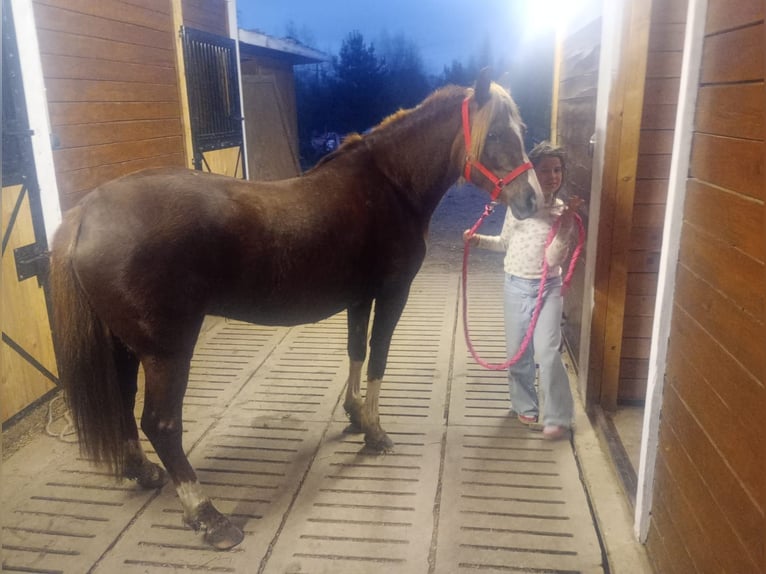 Polski kuc wierzchowy Mix Klacz 10 lat 138 cm Ciemnokasztanowata in Forst