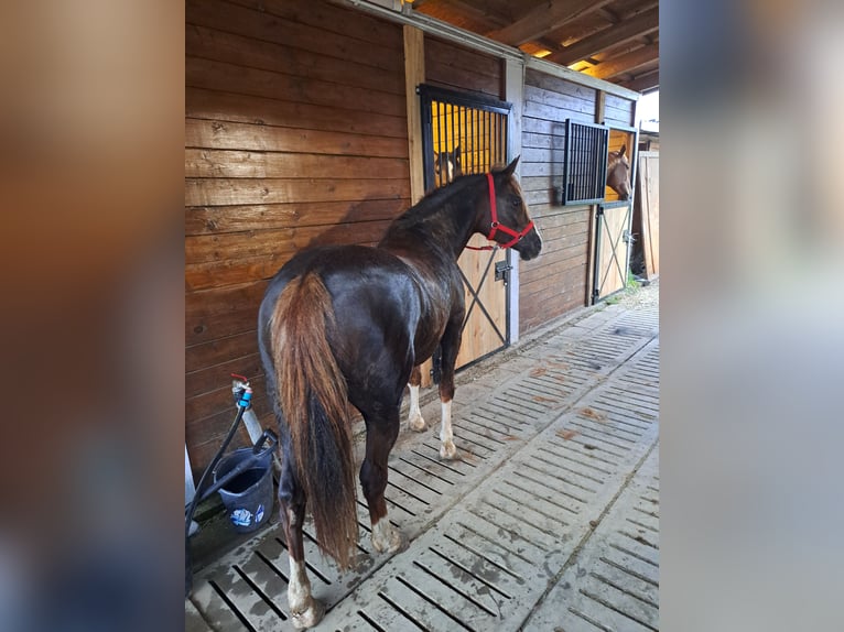 Polski kuc wierzchowy Mix Klacz 10 lat 138 cm Ciemnokasztanowata in Forst