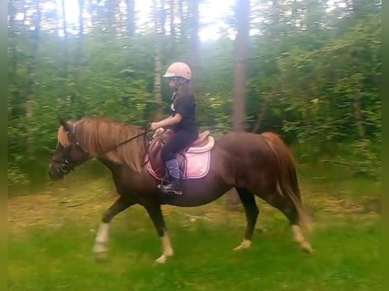 Polski kuc wierzchowy Mix Klacz 10 lat 138 cm Ciemnokasztanowata in Forst