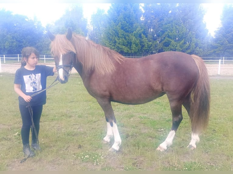 Polski kuc wierzchowy Mix Klacz 10 lat 138 cm Ciemnokasztanowata in Forst