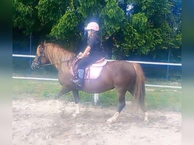 Polski kuc wierzchowy Mix Klacz 10 lat 138 cm Ciemnokasztanowata in Forst
