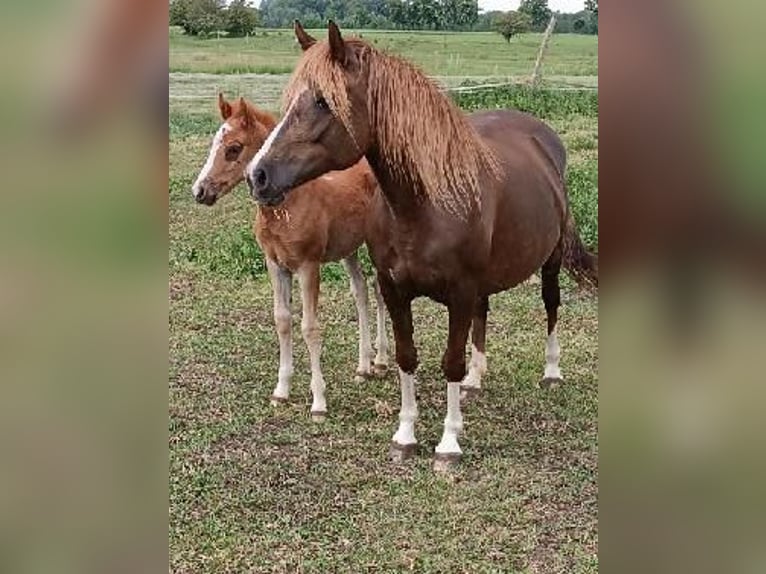 Polski kuc wierzchowy Mix Klacz 10 lat 138 cm Ciemnokasztanowata in Forst