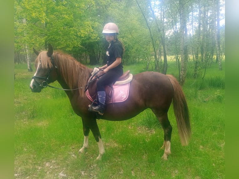 Polski kuc wierzchowy Mix Klacz 10 lat 138 cm Ciemnokasztanowata in Forst