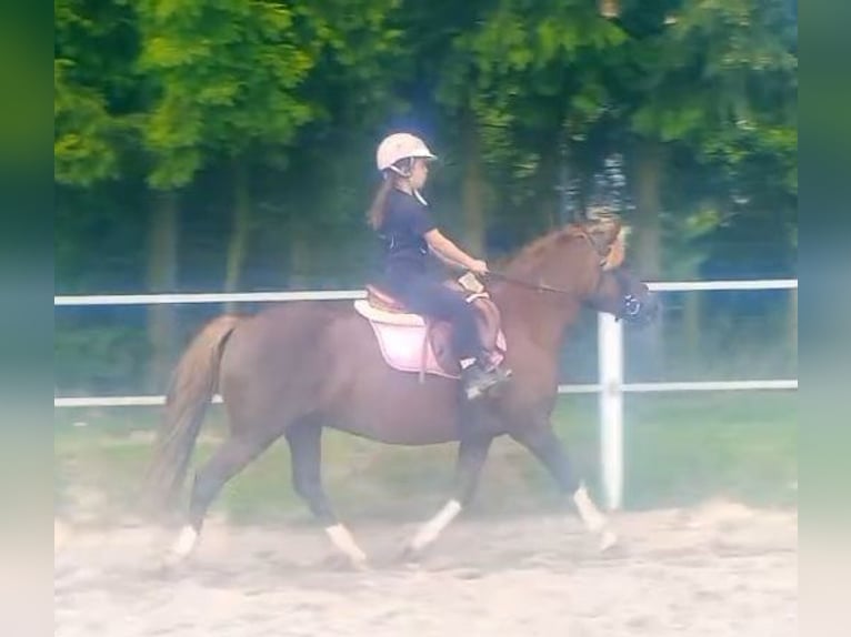 Polski kuc wierzchowy Mix Klacz 10 lat 138 cm Ciemnokasztanowata in Forst
