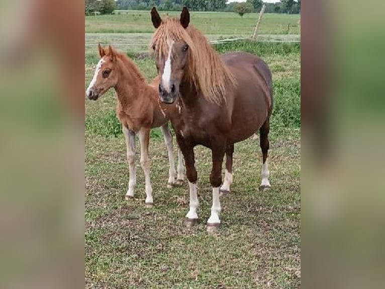 Polski kuc wierzchowy Mix Klacz 10 lat 138 cm Ciemnokasztanowata in Forst