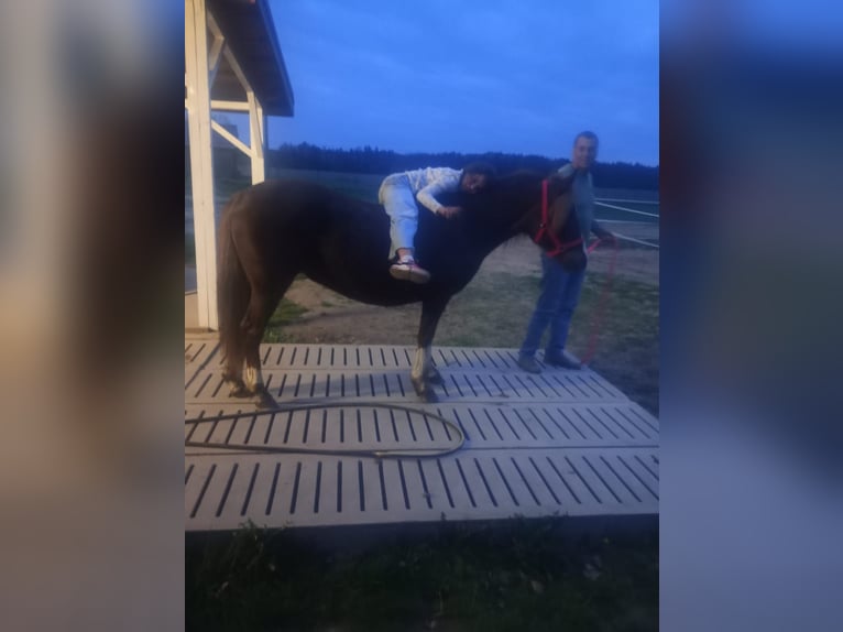 Polski kuc wierzchowy Mix Klacz 10 lat 138 cm Ciemnokasztanowata in Forst