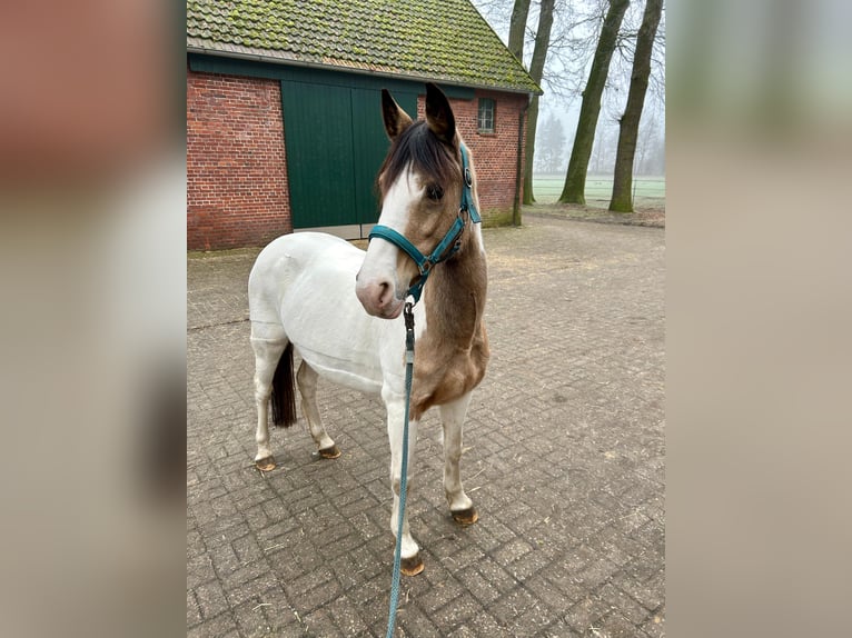 Polski kuc wierzchowy Klacz 10 lat 140 cm Srokata in Hövelhof