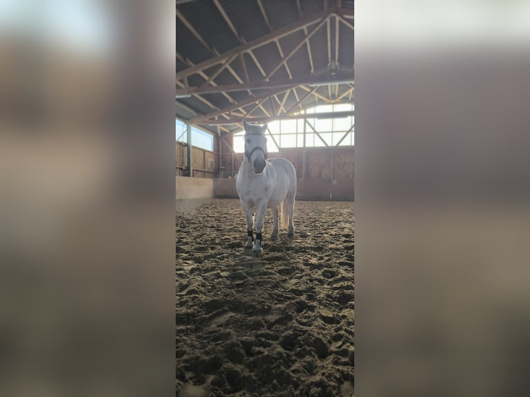 Polski kuc wierzchowy Mix Klacz 11 lat 125 cm Siwa in Rosenow