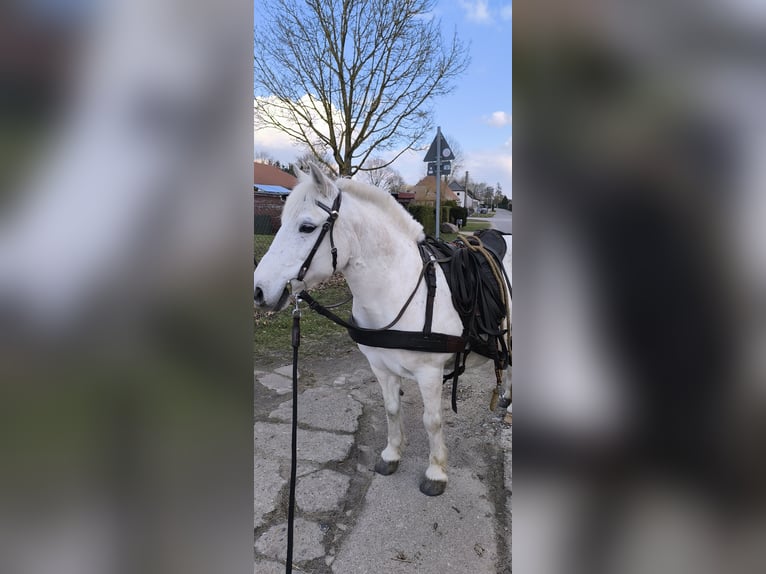 Polski kuc wierzchowy Mix Klacz 11 lat 125 cm Siwa in Rosenow
