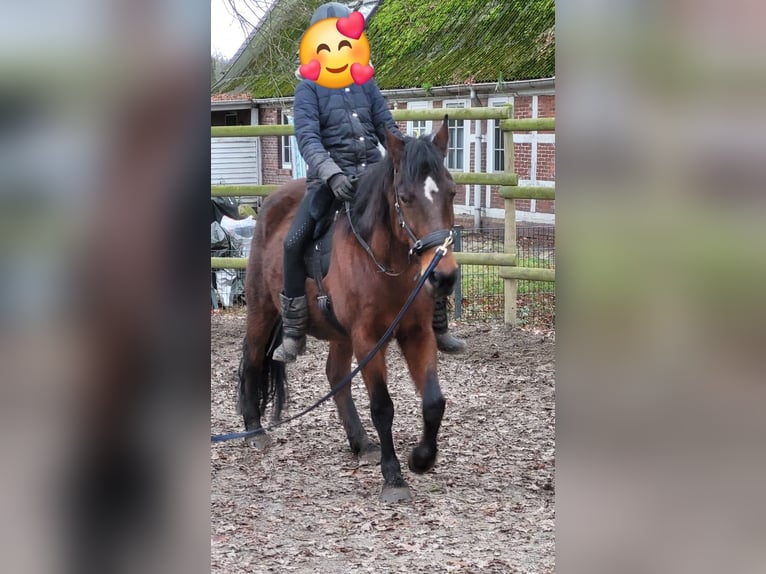 Polski kuc wierzchowy Klacz 11 lat 147 cm Gniada in Harsefeld