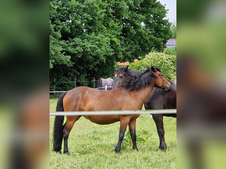 Polski kuc wierzchowy Klacz 11 lat 147 cm Gniada in Harsefeld