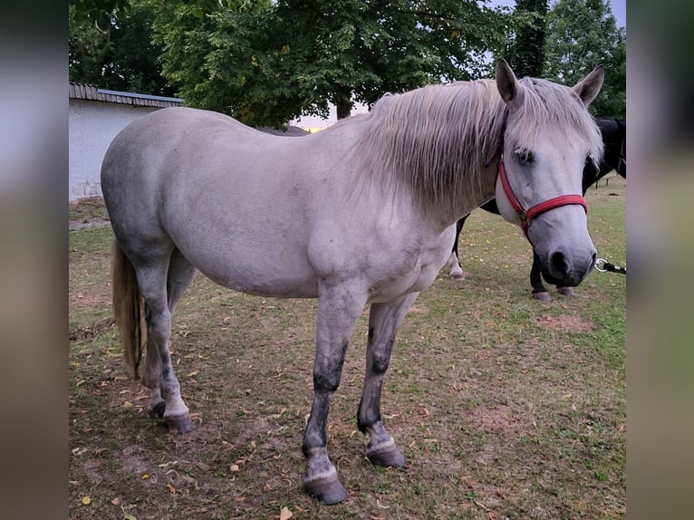 Polski kuc wierzchowy Klacz 11 lat 150 cm Siwa jabłkowita in Gerbstedt