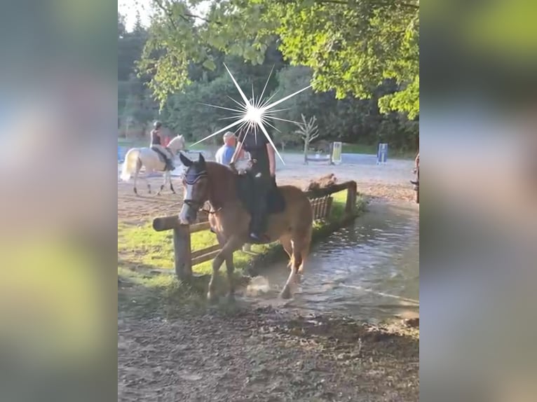 Polski kuc wierzchowy Mix Klacz 12 lat 147 cm Kasztanowata in Jettingen-Scheppach