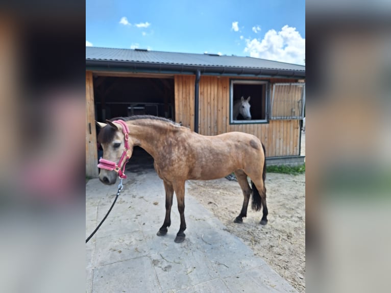 Polski kuc wierzchowy Klacz 13 lat 123 cm in Klecza Dolna