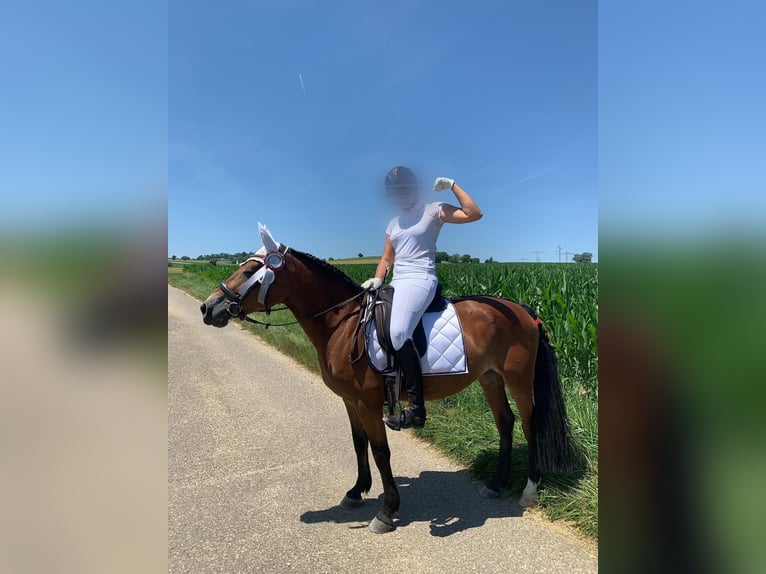 Polski kuc wierzchowy Klacz 14 lat 148 cm Gniada in Weil am Rhein