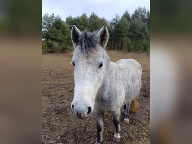 Polski kuc wierzchowy Klacz 4 lat 125 cm Stalowosiwy in Werder Havel