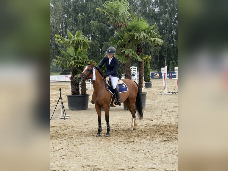 Polski kuc wierzchowy Klacz 6 lat 144 cm Gniada in Leńcze