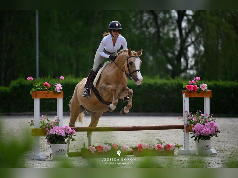 Polski kuc wierzchowy Klacz 6 lat 145 cm Izabelowata in Kicin