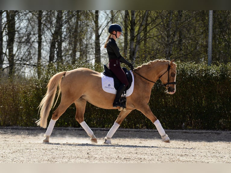 Polski kuc wierzchowy Klacz 6 lat 145 cm Izabelowata in Kicin