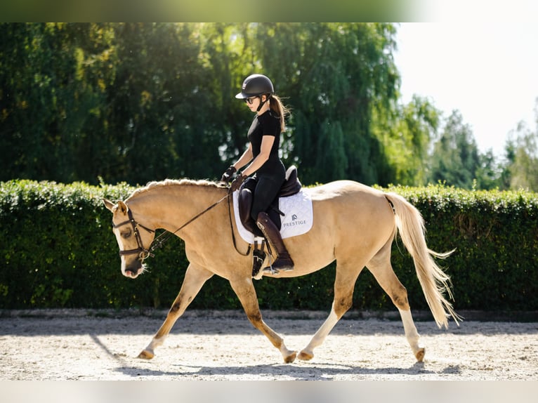 Polski kuc wierzchowy Klacz 6 lat 145 cm Izabelowata in Kicin