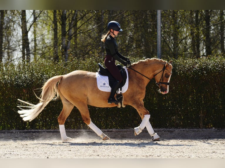 Polski kuc wierzchowy Klacz 6 lat 145 cm Izabelowata in Kicin