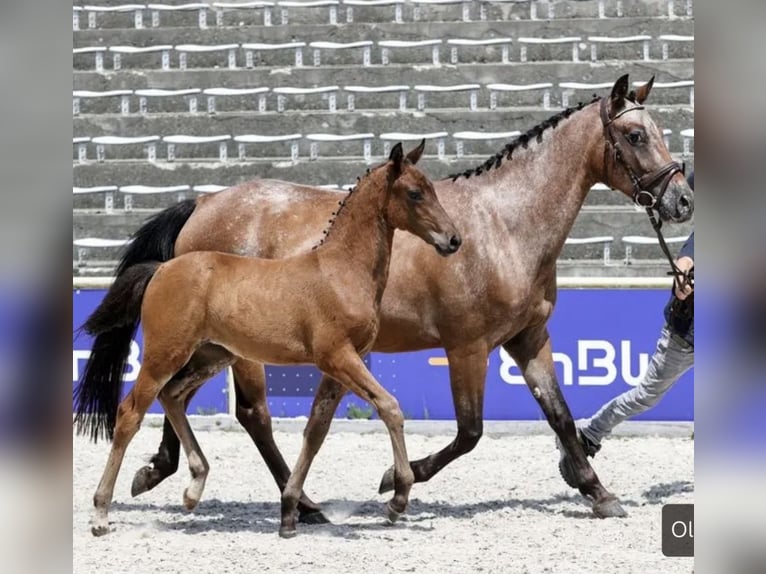 Polski kuc wierzchowy Klacz 7 lat 140 cm Gniadodereszowata in Gschwend