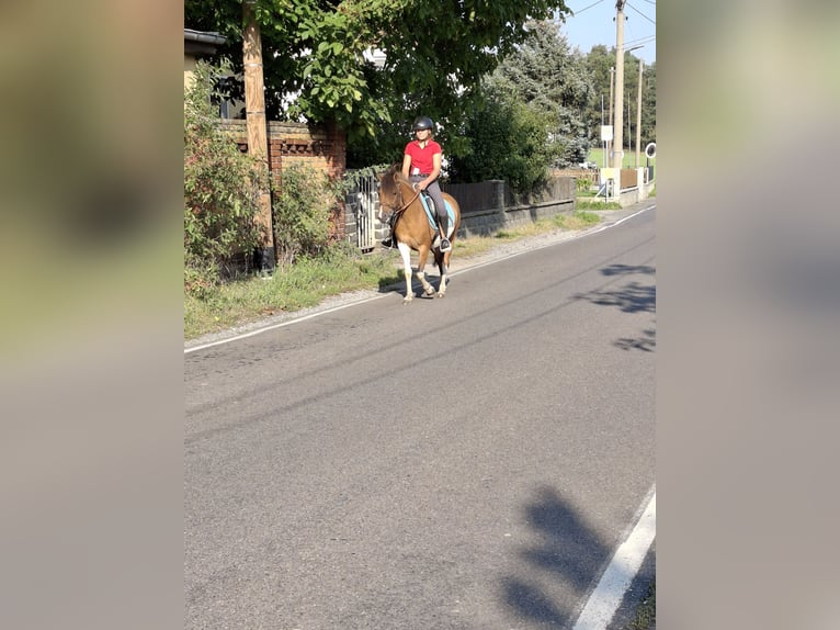 Polski kuc wierzchowy Klacz 8 lat 142 cm Srokata in Kamenz