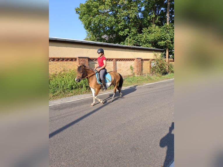 Polski kuc wierzchowy Klacz 8 lat 142 cm Srokata in Kamenz