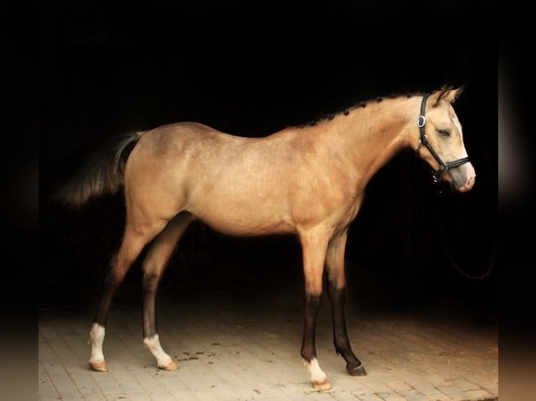 Polski kuc wierzchowy Klacz Źrebak (03/2025) 148 cm Jelenia in W&#x105;sowo