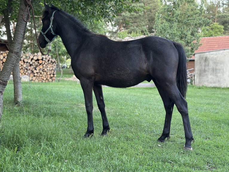 Polski kuc wierzchowy Ogier 1 Rok 140 cm Karosiwa in Kubczyce